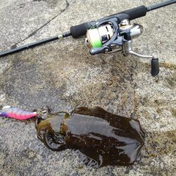 越前海岸でエギング